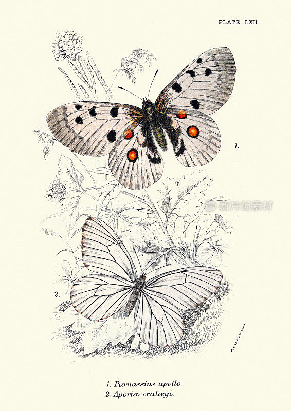 蝴蝶，阿波罗Parnassius apollo, Aporia crataegi，黑脉白蝶，野生动物蝴蝶艺术